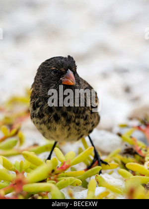 Darwin's finch (Geospizinae), Genovesa Island, Tower Island, Galápagos Archipelago, Ecuador, South America Stock Photo