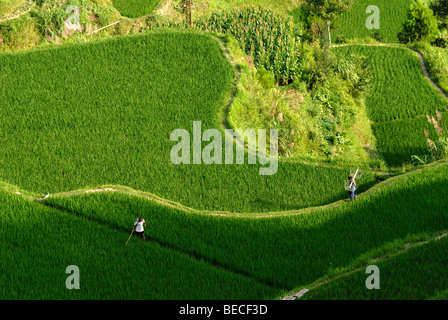 Kinsman of the Miao Minority working in the rice terraces of Xijiang, Guizhou, Southern China Stock Photo