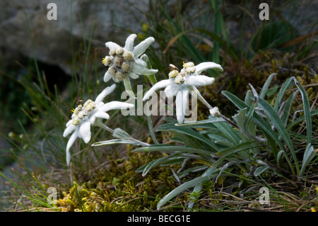 Edelweiss (Leontopodium alpinum), Stoankasern Alm, alpine meadow, Hintertux, Zillertal valley, Tyrol, Austria, Europe Stock Photo