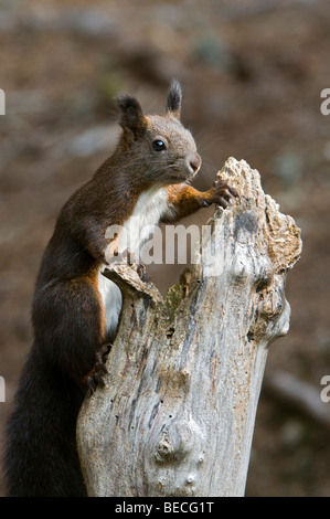 Eurasian red squirrel (Sciurus vulgaris), Grafenast, Schwaz, Tyrol, Austria, Europe Stock Photo