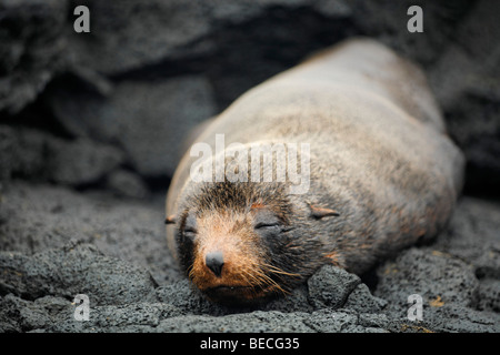 Galapagos Fur Seal (Arctocephalus galapagoensis) on rock, Santiago Island, San Salvador, James Island, Puerto Egas, Galapagos A Stock Photo