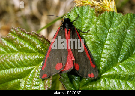 Cinnabar Moth (Tyria jacobaeae) Stock Photo