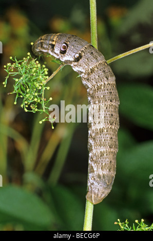 Small Elephant Hawk-moth (Deilephila porcellus), caterpillar feeding on cleaver Stock Photo