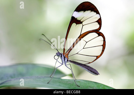 Glasswing (Greta oto), south american Butterfly Stock Photo