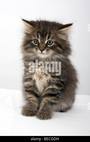 Neva-Masquerade kitten Stock Photo