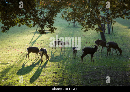 Nara Park, sometimes called Nara Deer Park, is a large, pleasant space in central Nara Stock Photo