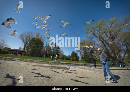 Woman walking along sandy beach trying to avoid flock of overhead seagulls. Stock Photo