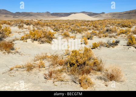 USA, Nevada, Fallon. Sand Mountain Recreation Area and scenic dunes ...