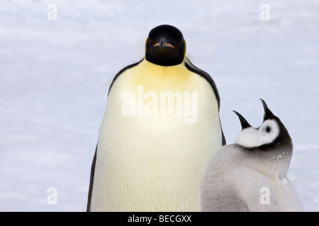 close up funny Mother and baby Emperor Penguins on snow ice, hungry chick mouth open, talking, frustrated mum looking forward, Snow Hill Antarctica Stock Photo
