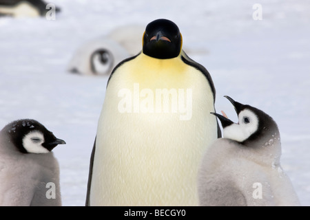 close-up Mother and baby Emperor Penguins stand on snow ice, hungry chick talking  mouth open, frustrated mum looking forward, Snow Hill Antarctica Stock Photo