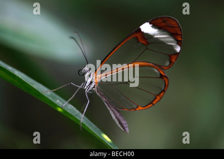 Glass Wing Butterfly (Greta oto), south american butterfly