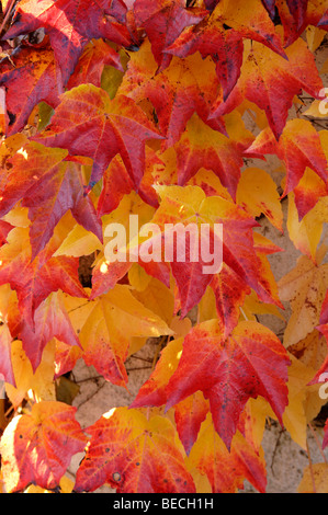 Red and yellow coloured autumn leaves of wild wine (Vitis vinifera) Stock Photo