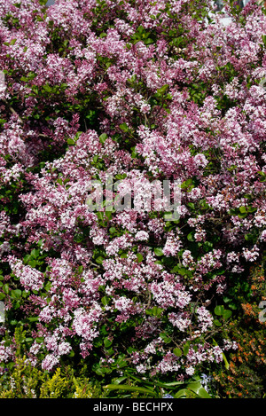Syringa meyeri 'Palibin' - Dwarf Korean Lilac Stock Photo