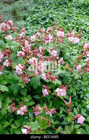 Geranium macrorrhizum 'Ingwersen's Variety' AGM used as ground cover in shade under shrubs Stock Photo