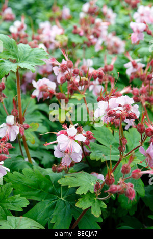 Geranium macrorrhizum 'Ingwersen's Variety' AGM used as ground cover in shade under shrubs Stock Photo