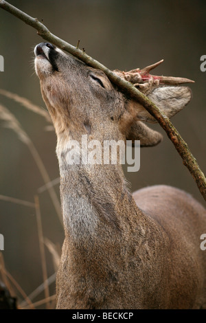 Roe deer buck (Capreolus capreolus), with velvet shreds, removing the velvet and marking Stock Photo