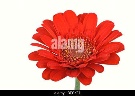 Miniature Gerbera Stock Photo