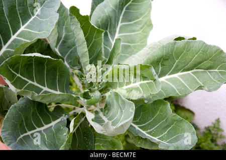 Portuguese cabbage or Couve-Galega Stock Photo