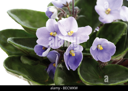 African Violet (Saintpaulia ionantha hybrids) Stock Photo