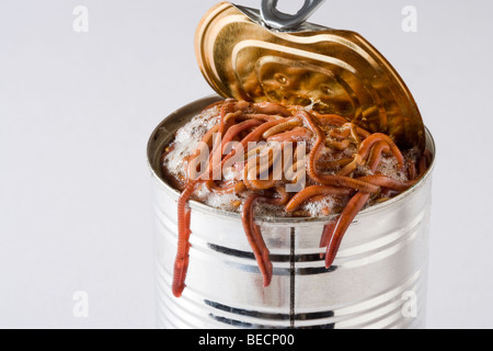 Opening a can of worms. Stock Photo