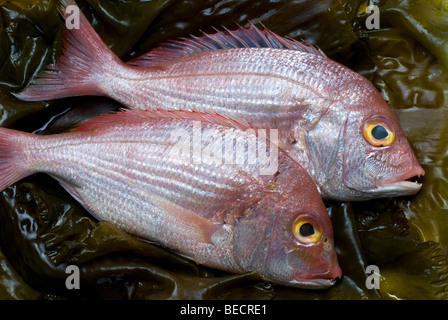 Common pandora (Pagellus erythrinus) on Sea Belt (Laminaria saccharina) Stock Photo