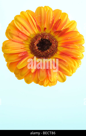 Orange couloured gerbera Stock Photo