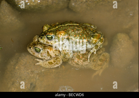 Natterjack Toads (Bufo calamita), pair before spawning Stock Photo