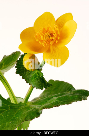 Kingcup or Marsh Marigold (Caltha palustris), flowers Stock Photo