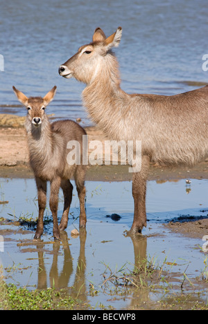 Waterbuck doe and calf Stock Photo