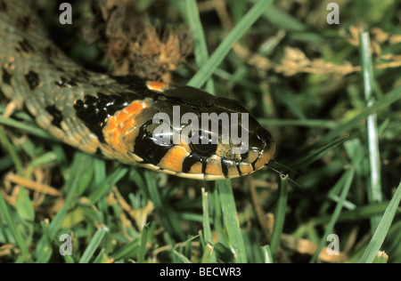 Grass Snake, (Natrix natrix) eastern variety with orange head spots, Hortobagy, Puszta, Hungary Stock Photo