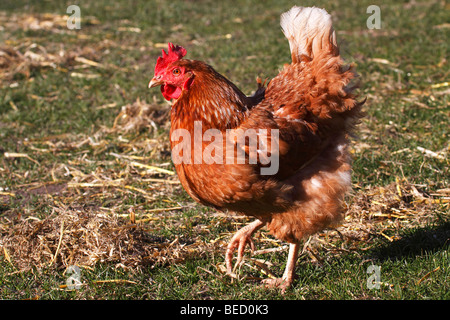 Barn fowl, hen, chicken, (Gallus gallus domesticus), free-range Stock Photo