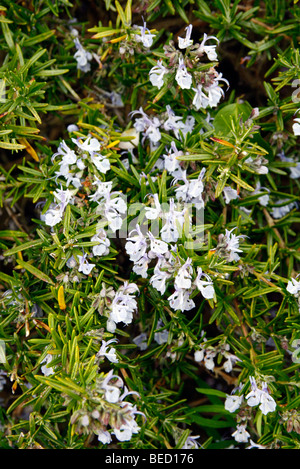 Rosmarinus officinalis 'McConnell's Blue' AGM Stock Photo