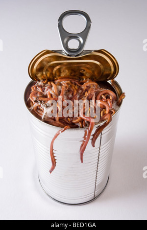 Opening a can of worms. Stock Photo