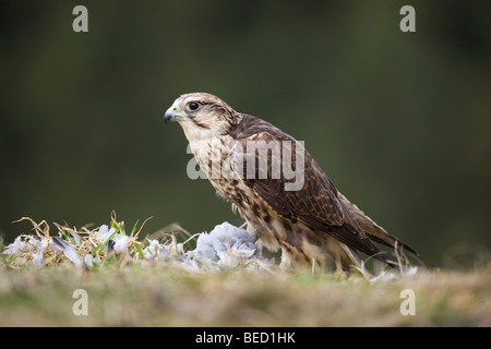 Saker falcon (Falco cherrug), plucking pidgeon, Rhineland-Palatinate, Germany, Europe Stock Photo