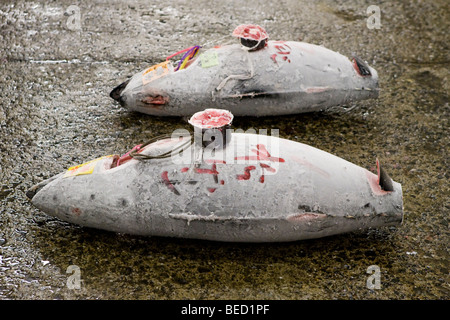 Frozen tuna for auction at Tsukiji Fish Market in Tokyo Stock Photo