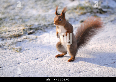 Eurasian red squirrel (Sciurus vulgaris) in a garden Stock Photo