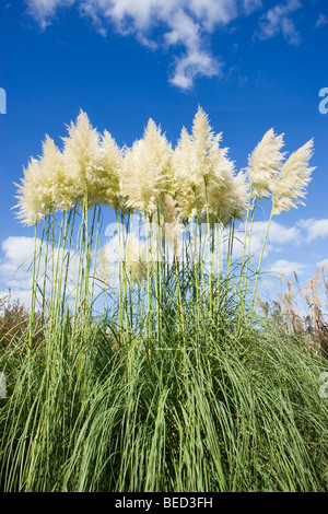 Pampas grass, Cortaderia selloana 'Sunningdale Silver'. UK garden. Stock Photo