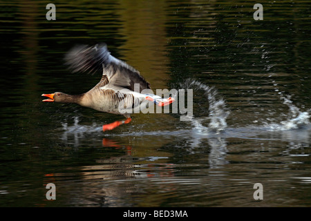 Graylag goose (Anser anser), runs on surface of water Stock Photo