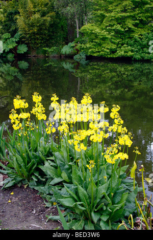 Primula prolifera AGM Stock Photo