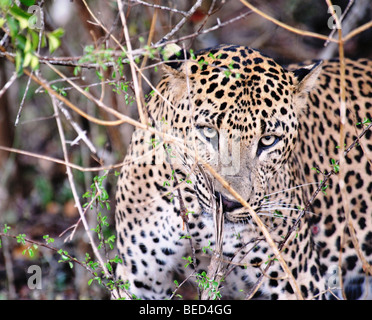 Leopard (Panthera pardus kotiya) Sri Lanka Asia watching from the jungle Stock Photo