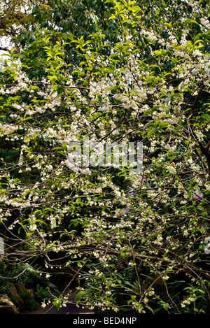 Halesia monticola var vestita rosea Stock Photo