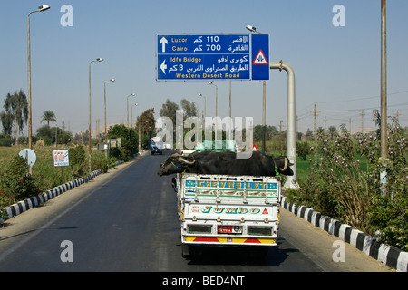 Water buffalo in transit, Egypt Stock Photo