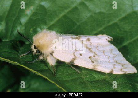 Gypsy Moth (Lymantria dispar), female Stock Photo