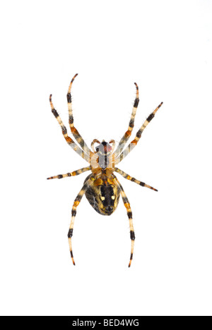 British garden spider on white background Stock Photo