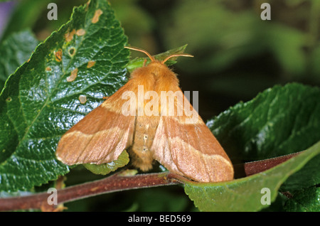 Lackey Moth (Malacosoma neustria) Stock Photo