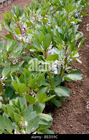 Broad Bean 'Witkiem' sown 18 February planted out 23 March Stock Photo