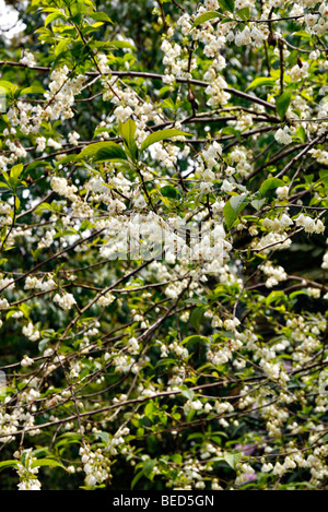 Halesia monticola var vestita rosea Stock Photo