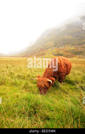 Glen Coe Highland Cow Stock Photo - Alamy