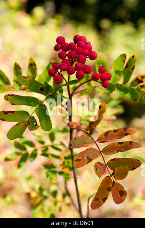 The rowans or mountain-ashes are plants in the family Rosaceae, in the genus Sorbus, subgenus Sorbus. The berries are bright red Stock Photo