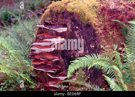 Shelf Fungi / Fungus growing on Decomposing Log, BC, British Columbia, Canada Rainforest Stock Photo